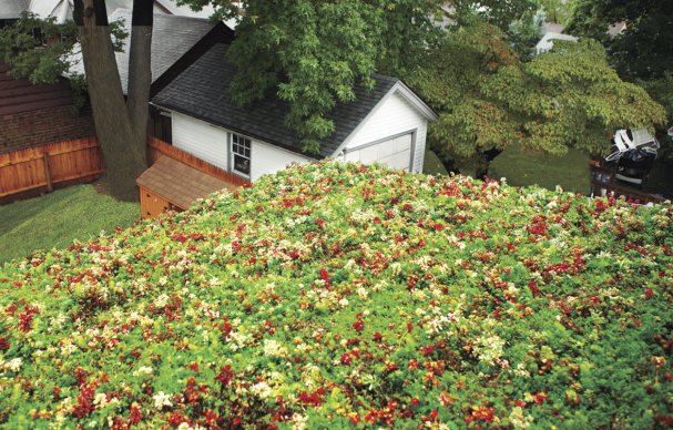 AllAmericanRLLC's tweet photo. Cut energy bills and reduce the strain on the environment with a roof covered in sedums. Here's how!  https://t.co/FPQ76VxDW7 https://t.co/niWj8kXSC3