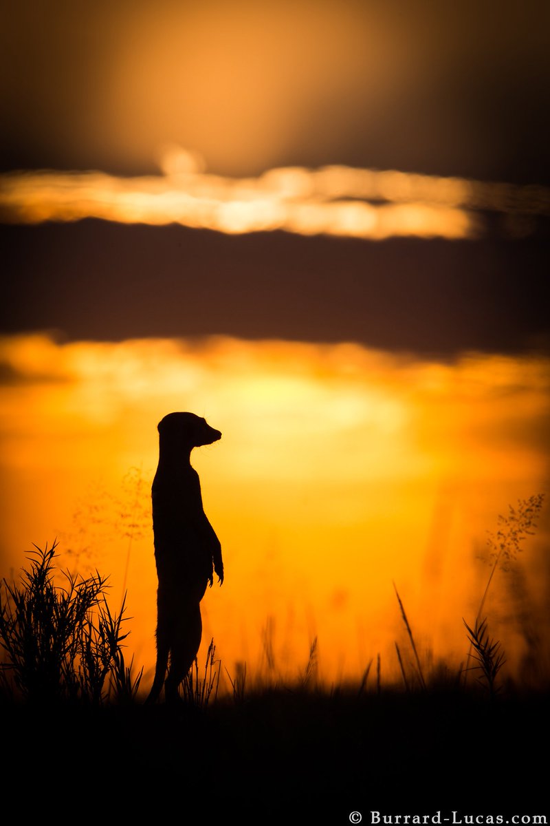 willbl's tweet photo. A Meerkat at sunset, photographed in Botswana. https://t.co/uwU7kYYntV