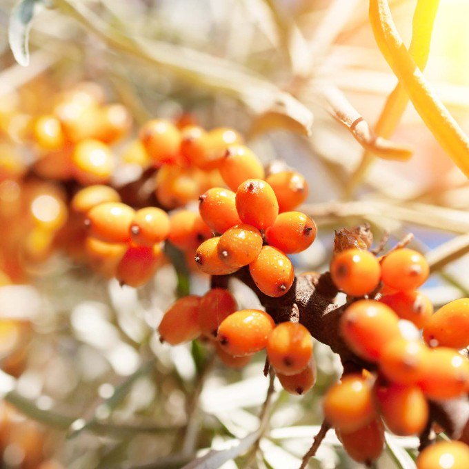 Sea Bucthorn: This small, but mighty berry packs a hefty punch in terms of nutrient content and is loved by all skin types from oily to dry. One of our most favorite ingredients we use, learn more about Sea Buckthorn on today's blog! bit.ly/2NNUPkh #skincare #greenbeauty