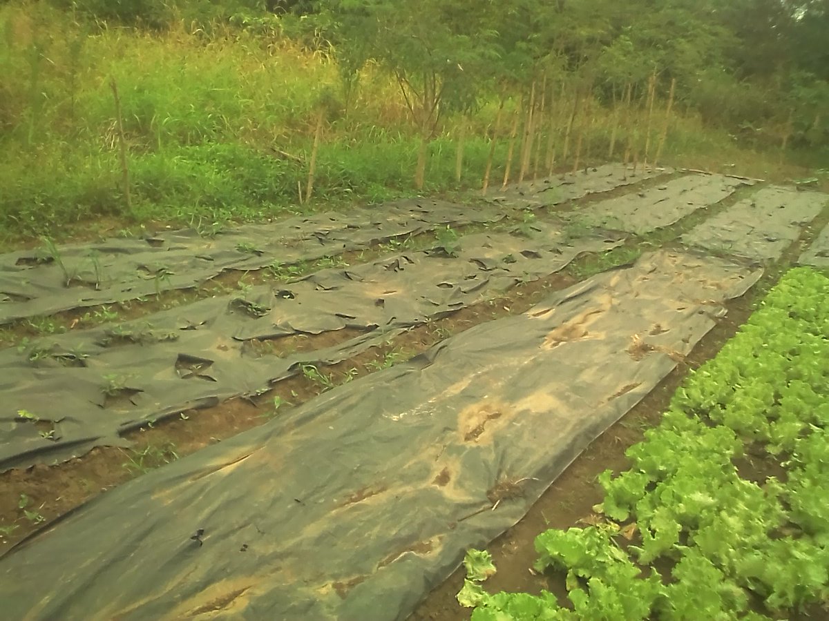 KwakuNobo's tweet photo. Travaux effectués en cultures #maraîchères, productions de #Tilapia, poissons #d'aquarium à Agrifarm. @senamekoffi @TchodieFidel @Tikoum3 @Noukalak @WoegnaY @agridigitale1 @TMislem @SoouEliza @FojeaTg https://t.co/J7fExBIktm