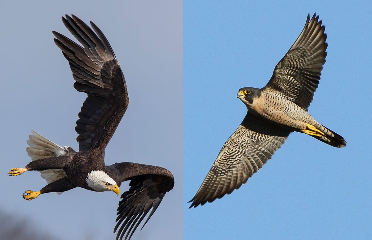 Tonight’s <a href="/NFL/">NFL</a> season opener features two teams named for birds of prey: <a href="/Eagles/">Philadelphia Eagles</a> and <a href="/AtlantaFalcons/">Atlanta Falcons</a>. To commemorate the game, here’s a fun slideshow of their namesake birds! #Kickoff2018 #ATLvsPHI 
birdwatchingdaily.com/blog/2018/09/0…