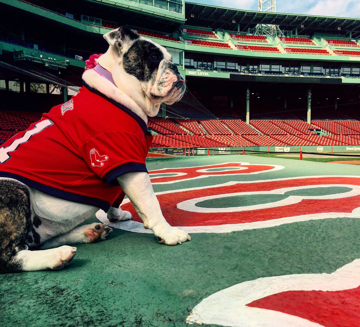 MikeKataja's tweet photo. 3 years ago today I got the chance to throw out the first pitch at my favorite ballpark after winning a #redsoxpets photo contest with our dog Stella. Still surreal I was able to do that. @redsox #theluckiest #bulldogsrule #RedSoxNation https://t.co/w4uI9xqf7n