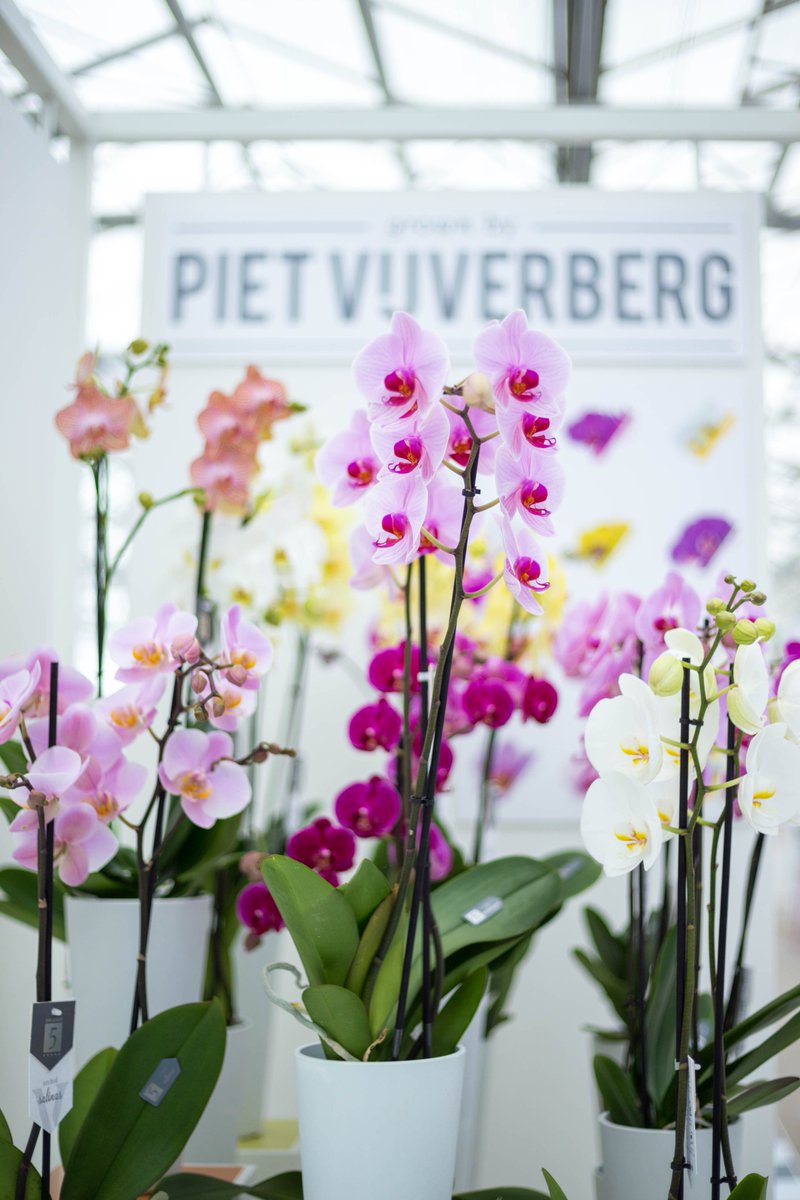 Het is vandaag #DagvandeOrchidee 🌺 Laat je overladen door de pracht van deze geweldige plant #StarQualityBy5 #Phalaenopsis #orchid #OID #inspirationeverywhere