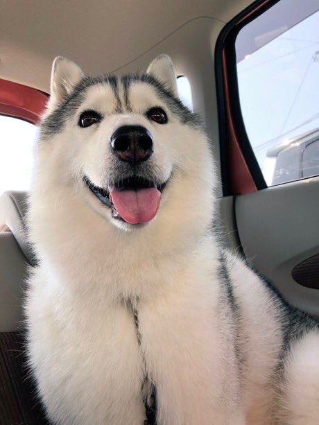 🐕 tweet media