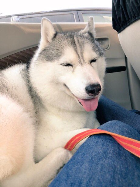 🐕 tweet media