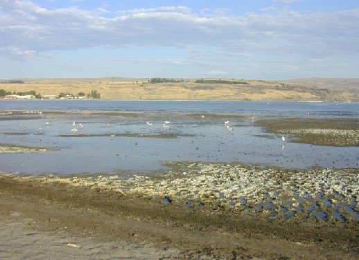 FEMSmicro's tweet photo. Highly saline environments harbor peculiar inhabitants. Discover exciting highlights in this FEMS Letters collection: 

https://t.co/adTXV6UZ9p 

#FEMSJournals #halophile https://t.co/pRvLNFSI1H