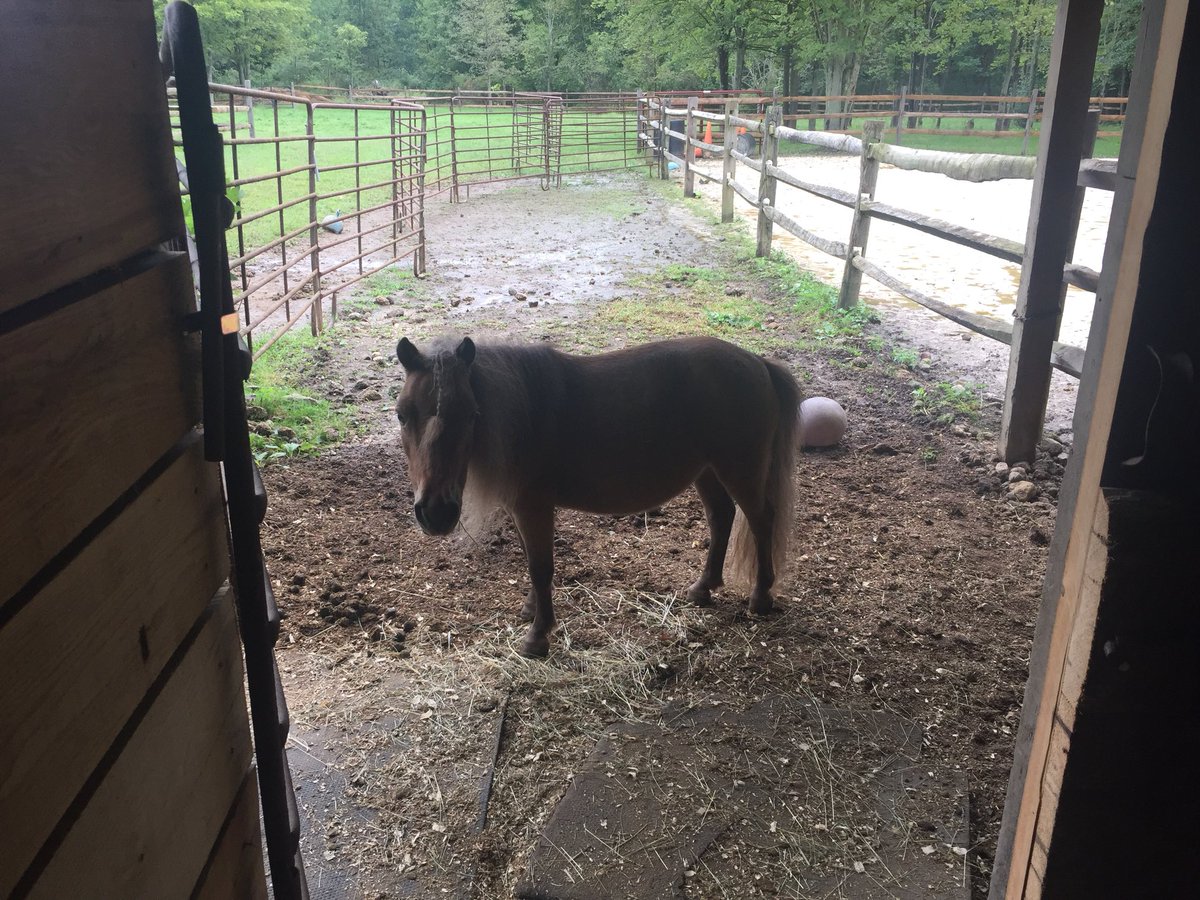 KMT_Auto_Tools's tweet photo. @TheRealTRizzo @HammerNation19 How about some poop from a miniature horse? https://t.co/AAOGXtCjjF