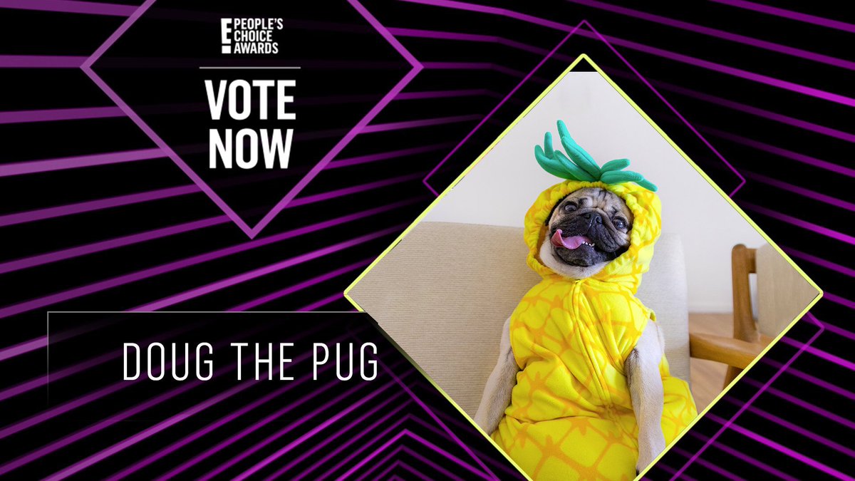 itsdougthepug's tweet image. RT TO VOTE FOR DOUG THE PUG! 

#PCAs #TheAnimalStar #DougThePug 

“a vote for Doug is a vote for pugs”