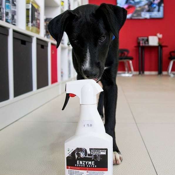 foreaocd's tweet photo. You can see him, but you can't smell him. 🐾 Thanks to https://t.co/mpSWEiCmvX . #forea_ocd #valetprouk #enzymeodoureater #uklanjaneugodnemirise #dogsfavorite #lovedogs #odoureliminator #killsbacteria #noscent https://t.co/B5xFM22ftL https://t.co/gDg55SI1ui