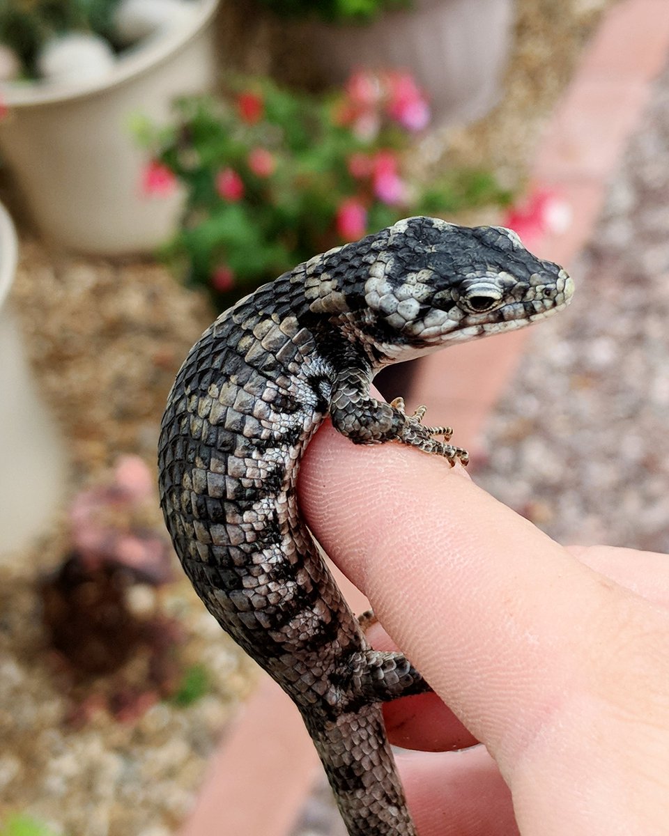 stevieG174's tweet photo. One of the coolest lizards we own 😎 https://t.co/C8sqPcXbVm