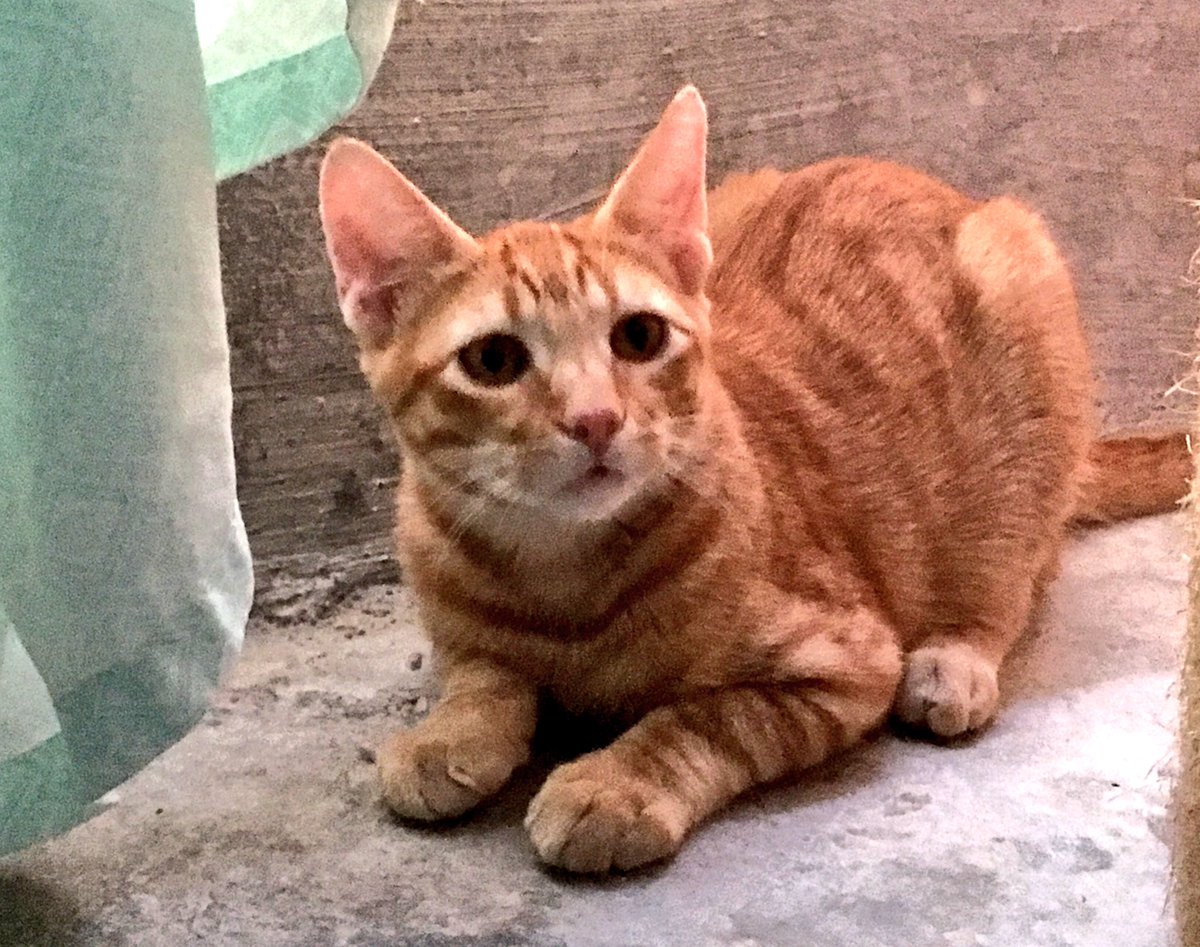 sosgatosmurcia's tweet photo. Seguimos buscando hogar para Frida y Vangogh, dos peques tímidos pero muy buenos que necesitan el cariño de una familia para terminar de coger confianza. #Adopción conjunta! Pueden viajar por España! https://t.co/SjWuVnNnlK