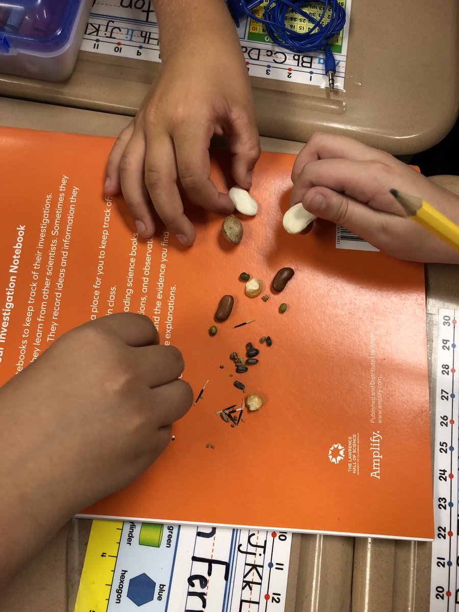 AshleySplatts's tweet photo. We are scientists! Observing seeds in 2nd grade! #KnightsofNewell https://t.co/ARUTMMvEmk