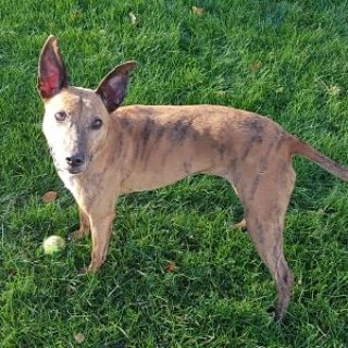 Cheeky Dazzler is looking for a new home. Could you be her new pawrents? Do you know a rescue needing a new home? Tweet us!
<a href="/NWDogRescue/">FindingFureverHomes</a>