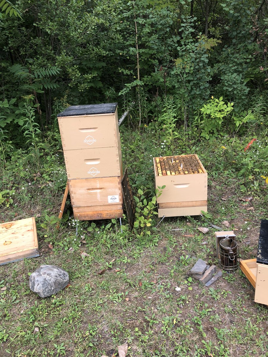 Mbccmaxime's tweet image. Honey time 🐝🍯! Thx Miss Queen!