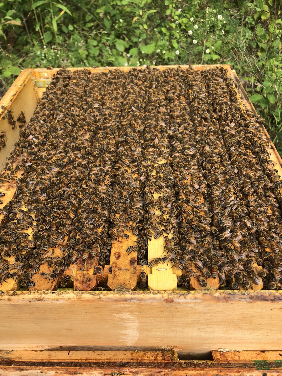 Mbccmaxime's tweet image. Honey time 🐝🍯! Thx Miss Queen!