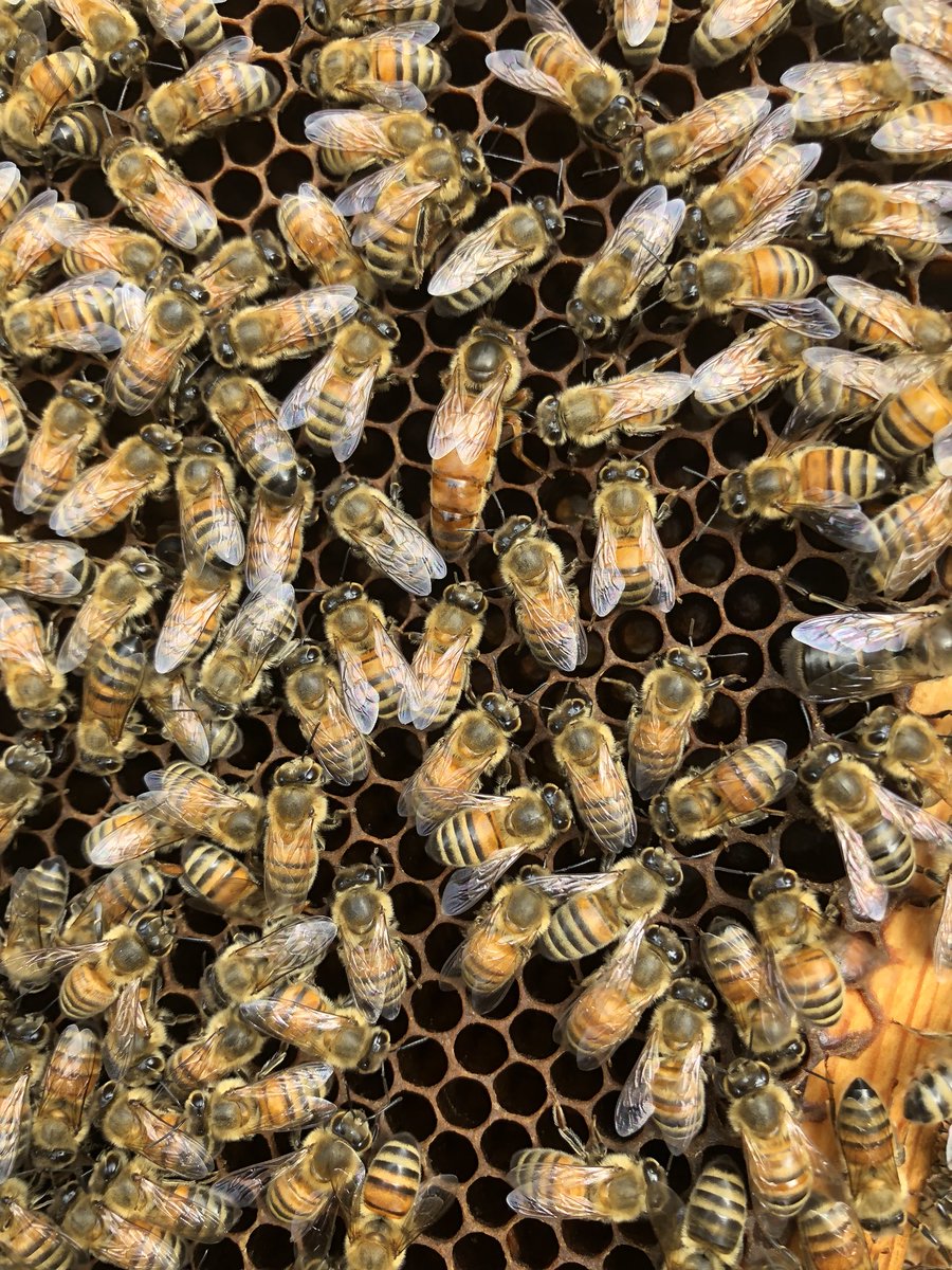 Mbccmaxime's tweet image. Honey time 🐝🍯! Thx Miss Queen!