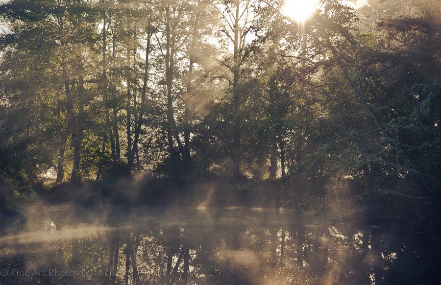 taiga_codex's tweet image. superbnature:

  Magical Misty Morning by fineartphotosbymichelle #nature #landscape #wilderness #earth See more: taiga-codex.com