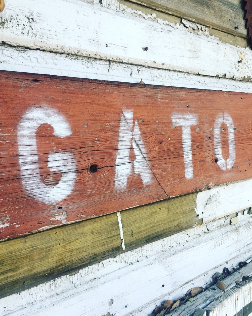 The meanest cat you’ll ever see in #atx 
-
-
-
#atxdrinks #atxeats #atxeatsanddrinks #drinkatx  #atxlife #atxbars #atxnightlife #daydrinking #barsofatx #atxhappyhour
