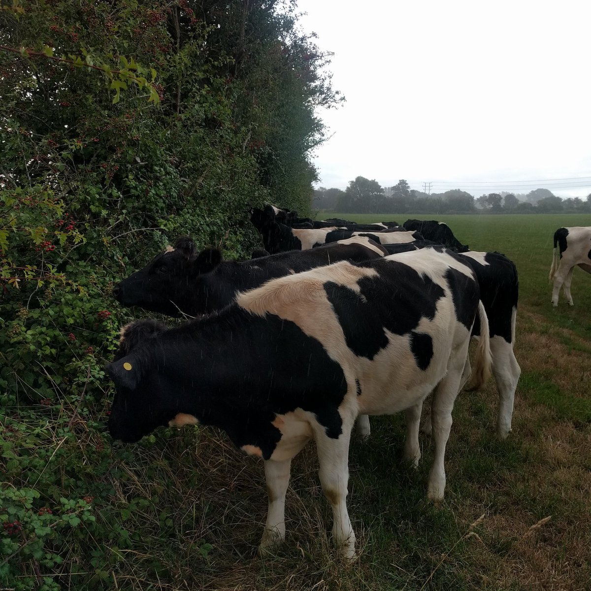 When the cows are helping you pick the blackberries :D #cows #foraging #blackberries #moo