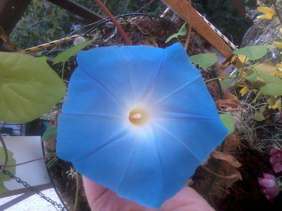 AilsaForshaw's tweet image. Ooh! Lookee who came out to play, this morning! My very first #MorningGlory! Yay! And there are so many buds #ThisBudsForYou🌺🌼🌞
buildyourownhousebodylife.blogspot.com/2012/10/its-am…
#ThursdayBlogShare 
Pageviews today
144
Pageviews yesterday
144
Pageviews last month
3,239
Pageviews all time history
500,176