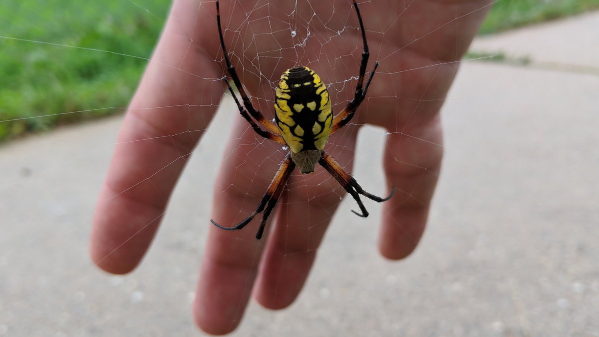 MrBadiner's tweet photo. I think this "little" critter should be #GLCSkellogg new mascot. Ewww! #MonsterSpider https://t.co/6hKJctWFxG