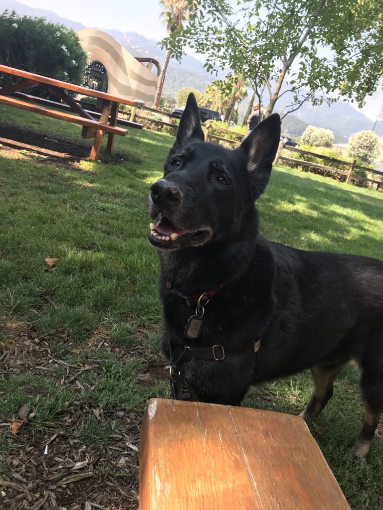 Novafancypants's tweet photo. @dog_rates this sweet perfect boy crossed the bridge this morning from bloat. He was only 8 and took my whole heart with him. My Omen. https://t.co/KqZQMtZ2La