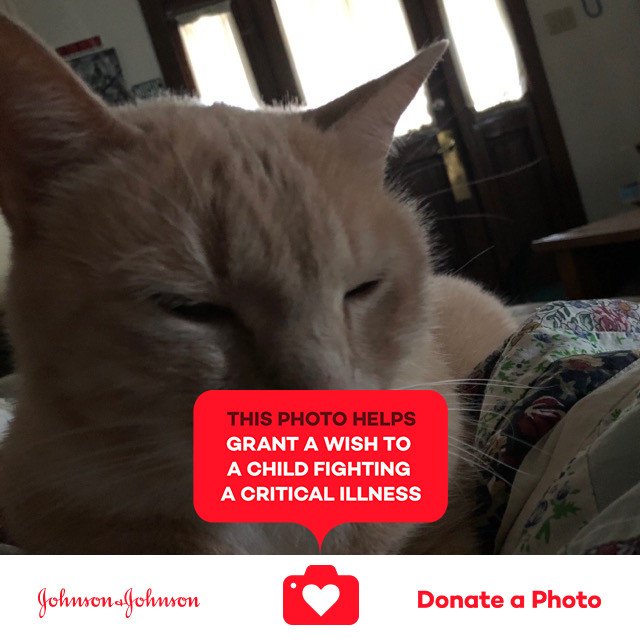 3DzMoM42012's tweet photo. #ccthecat #photoaday #jnj @donateaphoto #J&JForWishes https://t.co/v5dC4iSGXh https://t.co/ppUBfATByr