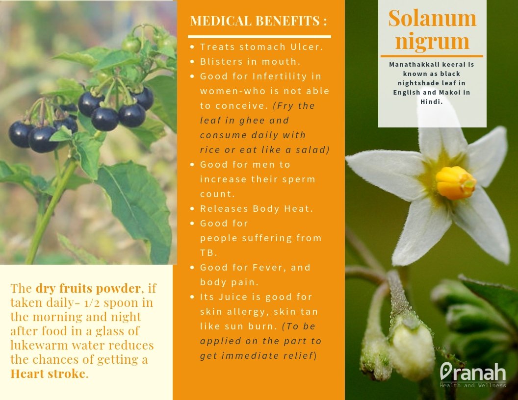 Pranahcommunity's tweet photo. Health benefits of #Solanumnigrum #BlackNightshade #Makoi #Kakamachi 🌿 https://t.co/1Thh8aAm9w