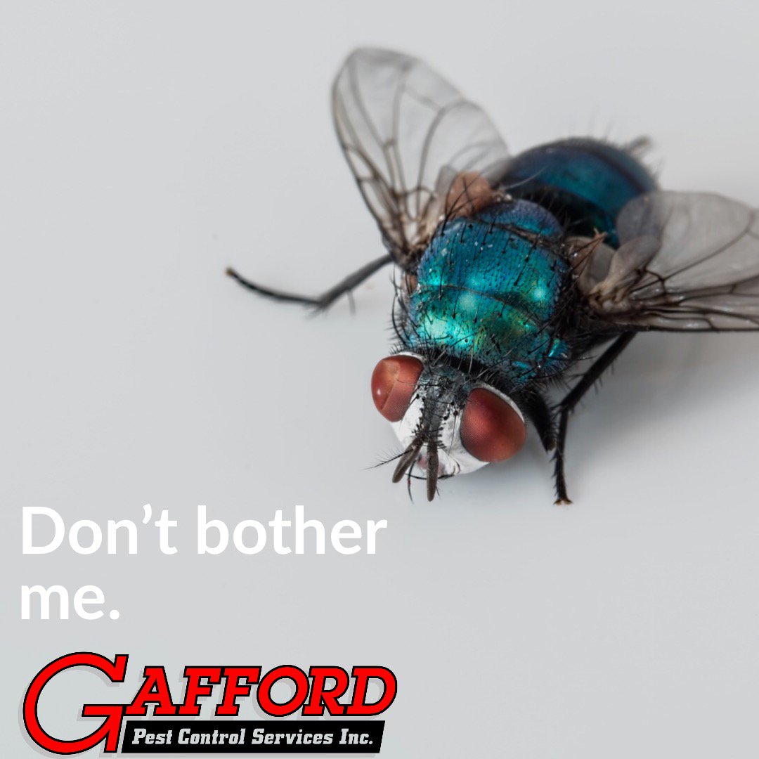 Gafford Pest Control (GaffordPest) Twitter