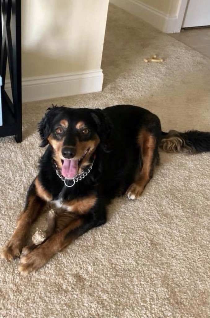 Clarkk_K3nt's tweet image. I literally don’t know how people can leave their dogs in the morning and be okay #Devasted look at this face: 😭😭😭