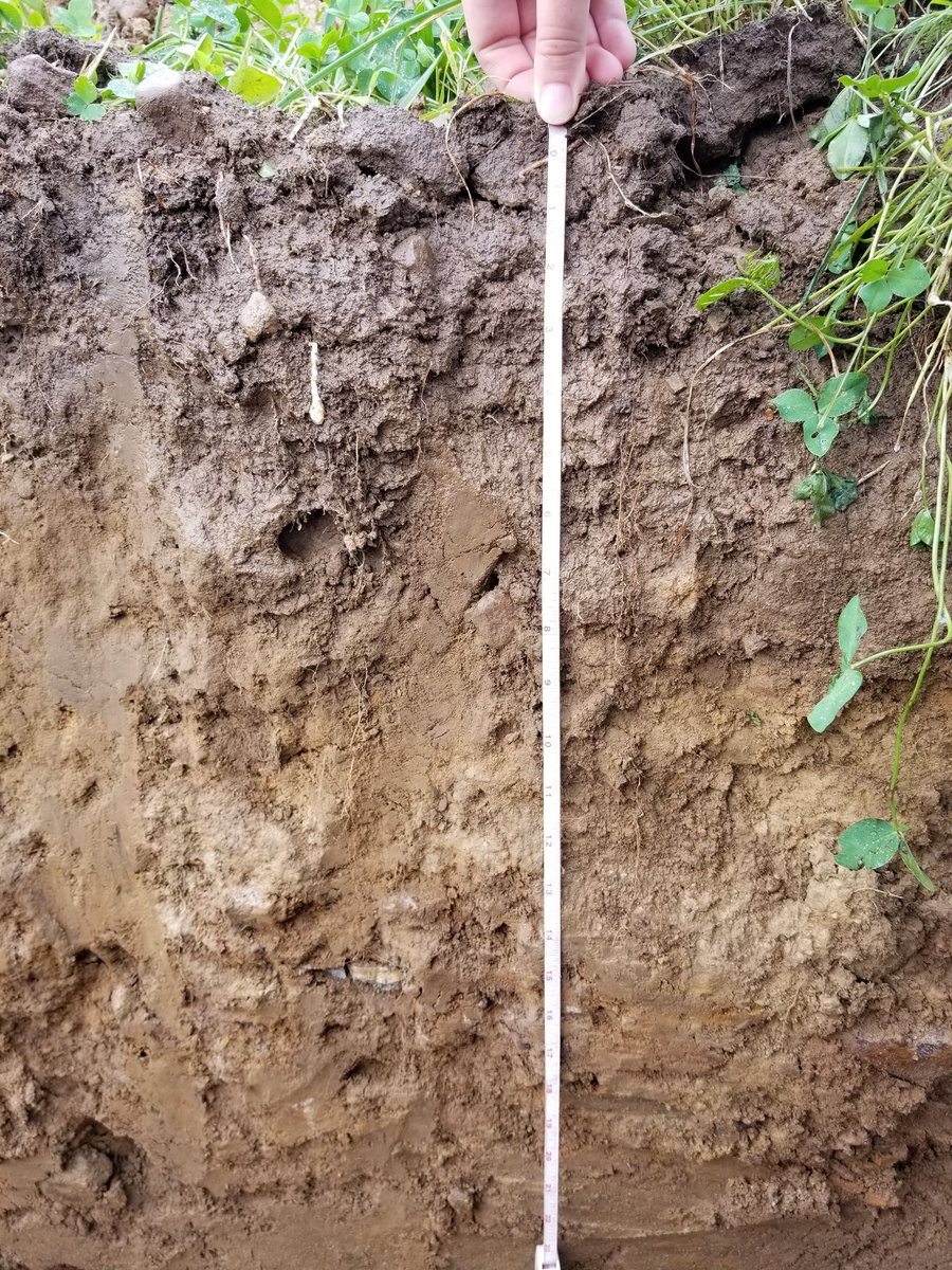 c_coombs's tweet image. Soil pit dug and ready go for today, just hope this rain clears up for our twilight tour! #mercer #aglife #pennstateextension