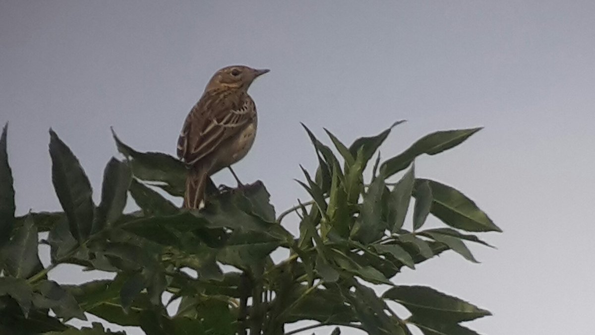 Trekvogels weten het voedselaanbod op de akkers van experiment #zegenpolder feilloos te vinden. Een greep uit de vogels vandaag: morinelplevier, ortolaan, paapje, tapuit, boompieper, blauwborst, allemaal ter plaatse! Natuur en slimme akkerbouw in harmonie.