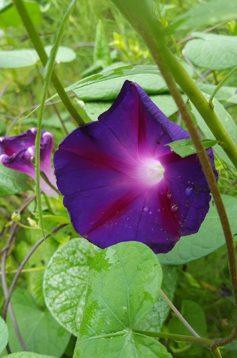 HollyCouch4's tweet photo. A bright new day giving Thanks #Louisiana aft #TSGordon doing ok #jacuzzi relaxing time prayers cont AL n FL clean up. More Hurricane Bugs, love bugs so not unpacking How r yall doing? Fav recent pics fr my Jungle Garden @MargaretOrr @StormHour @ThePhotoHour https://t.co/6ObtequzsH