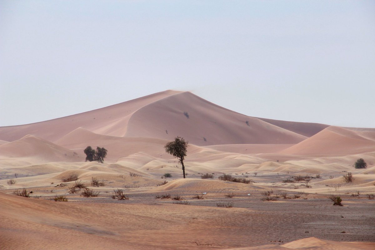 شجرة الغاف الخليجي على كثبان الربع الخالي شرق المملكة.. وهي تنبت بكثرة هناك وتعتبر من أفضل وأجمل الأشجار البرية .. تخضر وتزداد نضارةً إذا وجدت الماء .