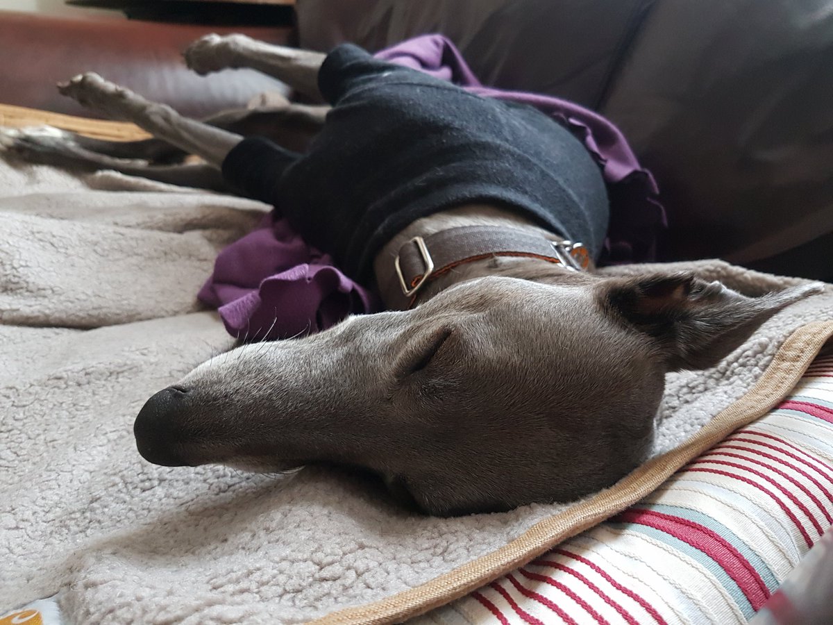 Isis_Whippet's tweet image. It's hard work this making do.... #makingdo