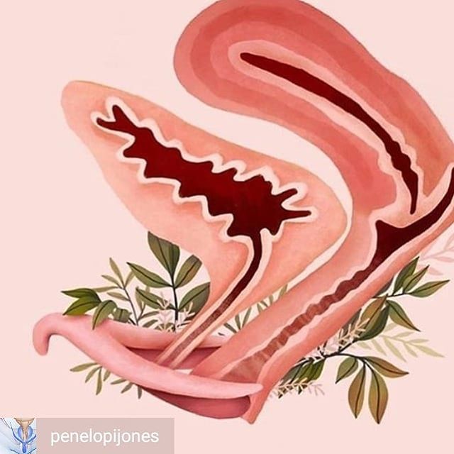 SunnyMegatron's tweet photo. This anatomy diagram is GREAT! If you've ever had trouble visualizing how the internal clitoral structure relates to everything else and plays a role in pleasure, looking at it from this perspective may help. Also this angle answers the question "why do … https://t.co/MsTsoRx79Y https://t.co/RXQud0G4kP