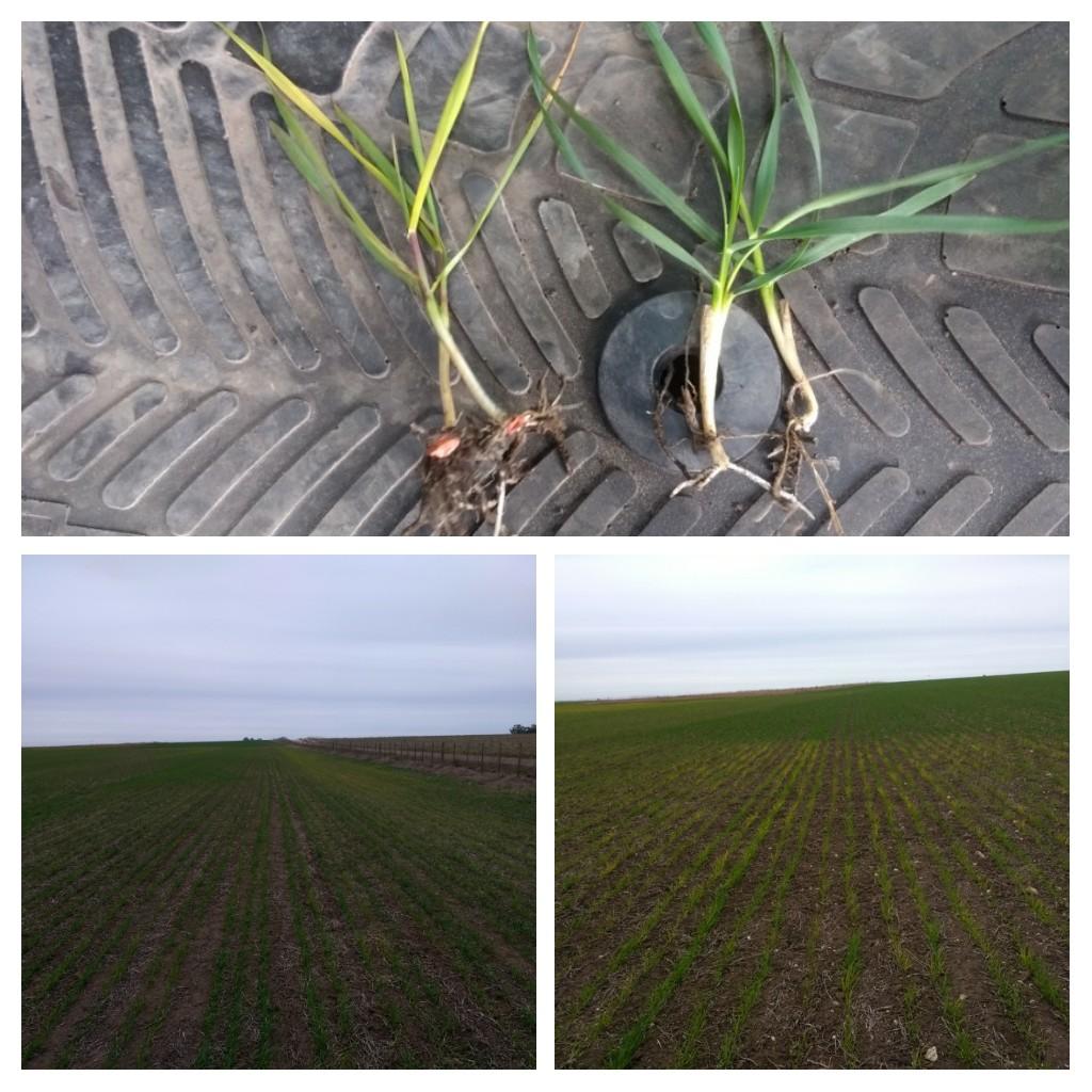 Fitotoxicidad de Diclosulam en Trigo  menor crecimiento, muy afectado en ambientes someros.  Sudoeste Buenos Aires