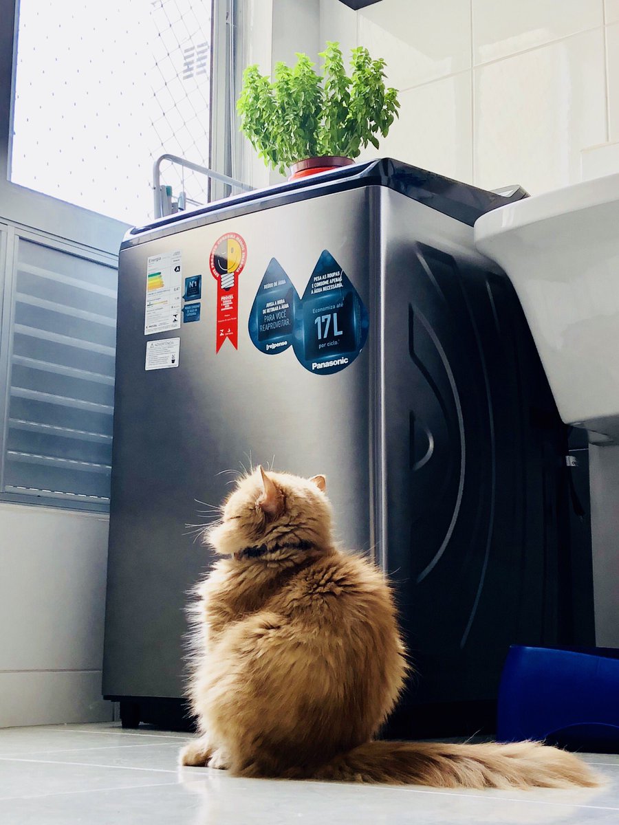 yuzuspiration's tweet photo. #PhilosopherCat https://t.co/rXDfZOpkDG