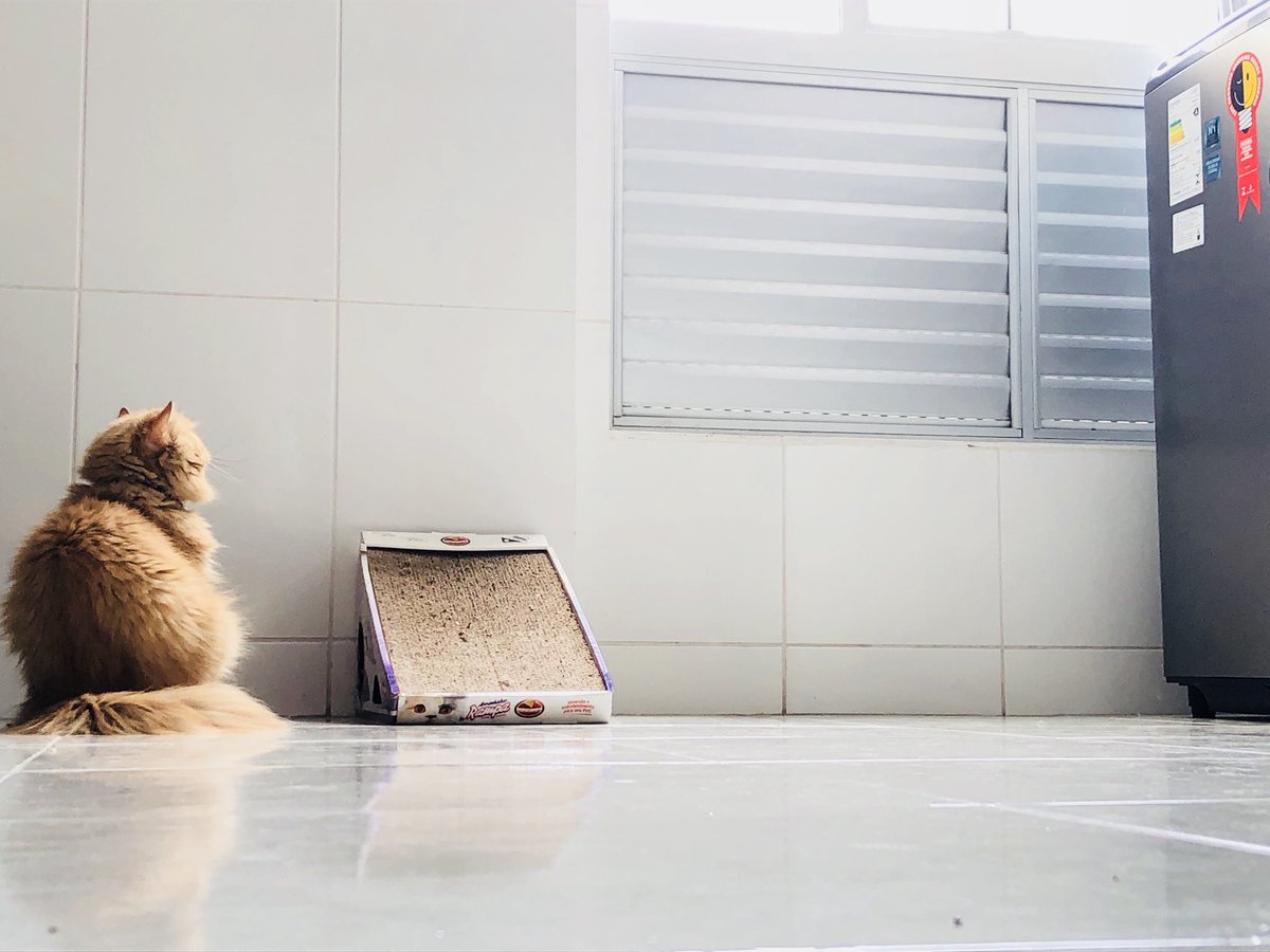 yuzuspiration's tweet photo. #PhilosopherCat https://t.co/rXDfZOpkDG