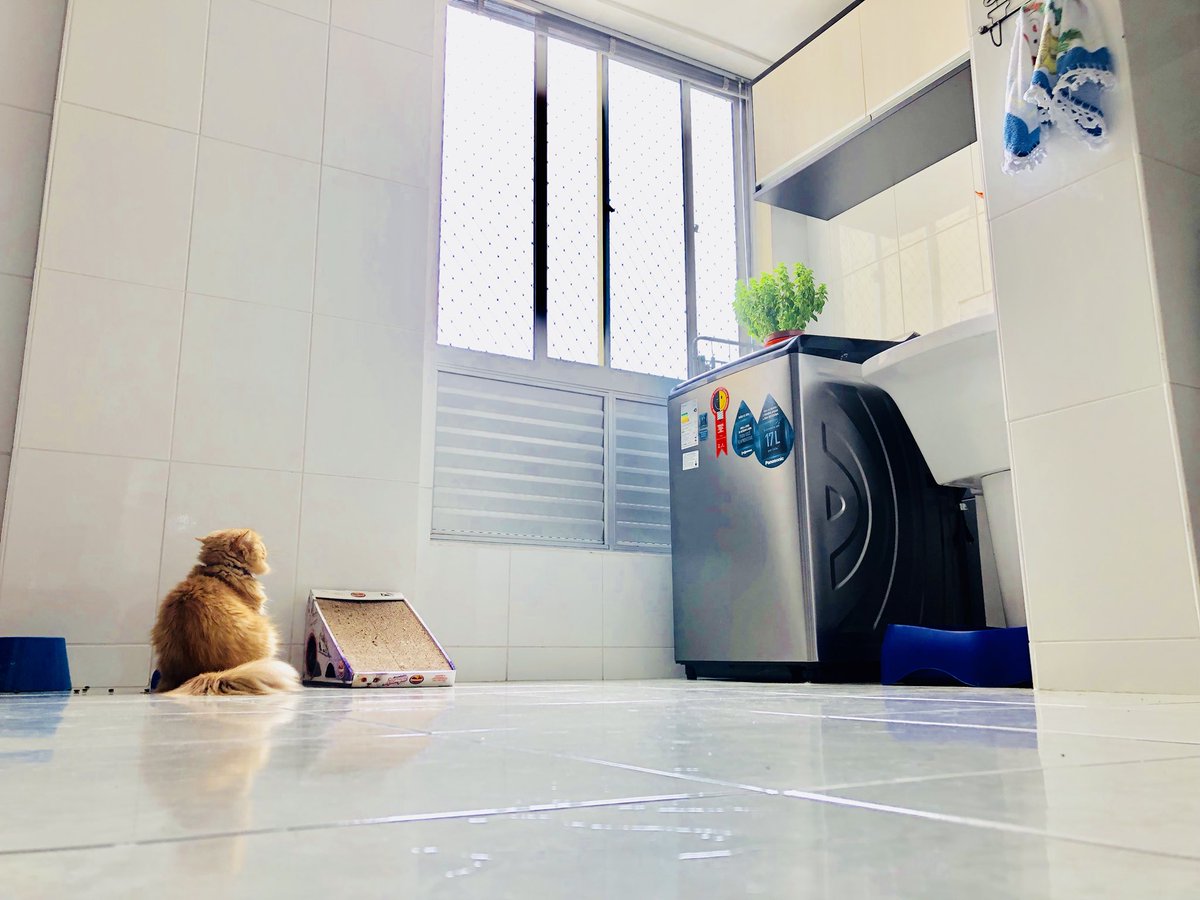 yuzuspiration's tweet photo. #PhilosopherCat https://t.co/rXDfZOpkDG