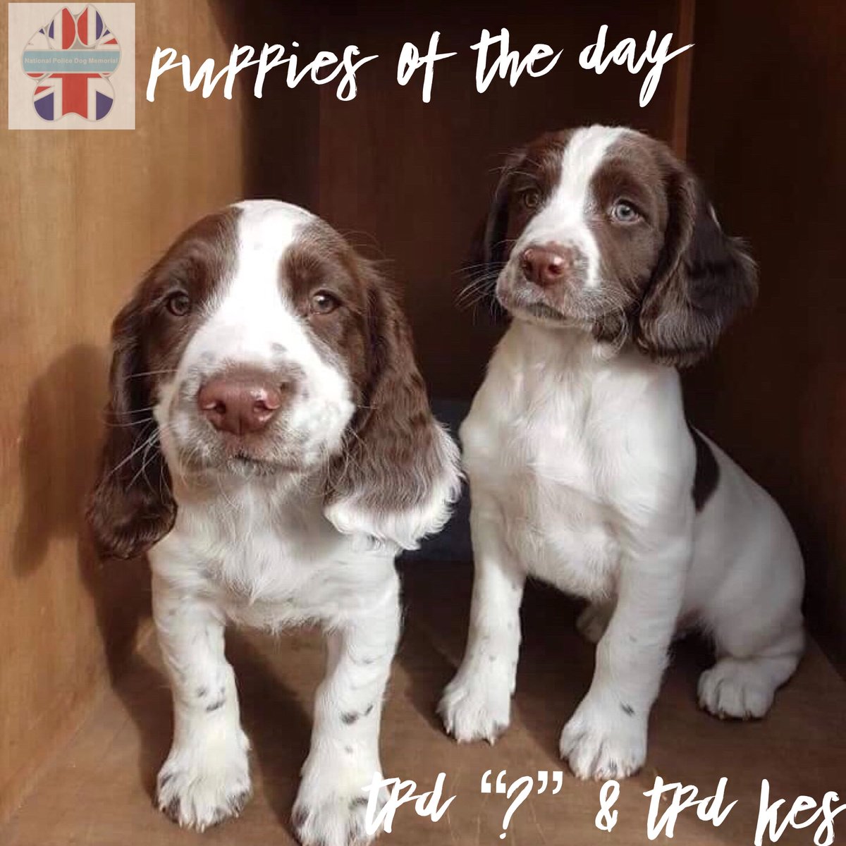 K9memorialUk's tweet image. PUPPY ALERT!!!!!!  Our Dog Of The Day today is actually two puppies 🐾😍😍🐾. They are the newest recruits to join @polscotdogs TPD “?” Who is being named by the children at Edinburgh’s Sick Kids Hospital and TPD Kes.  Good luck for the future puppies 😊 #TartanDogs