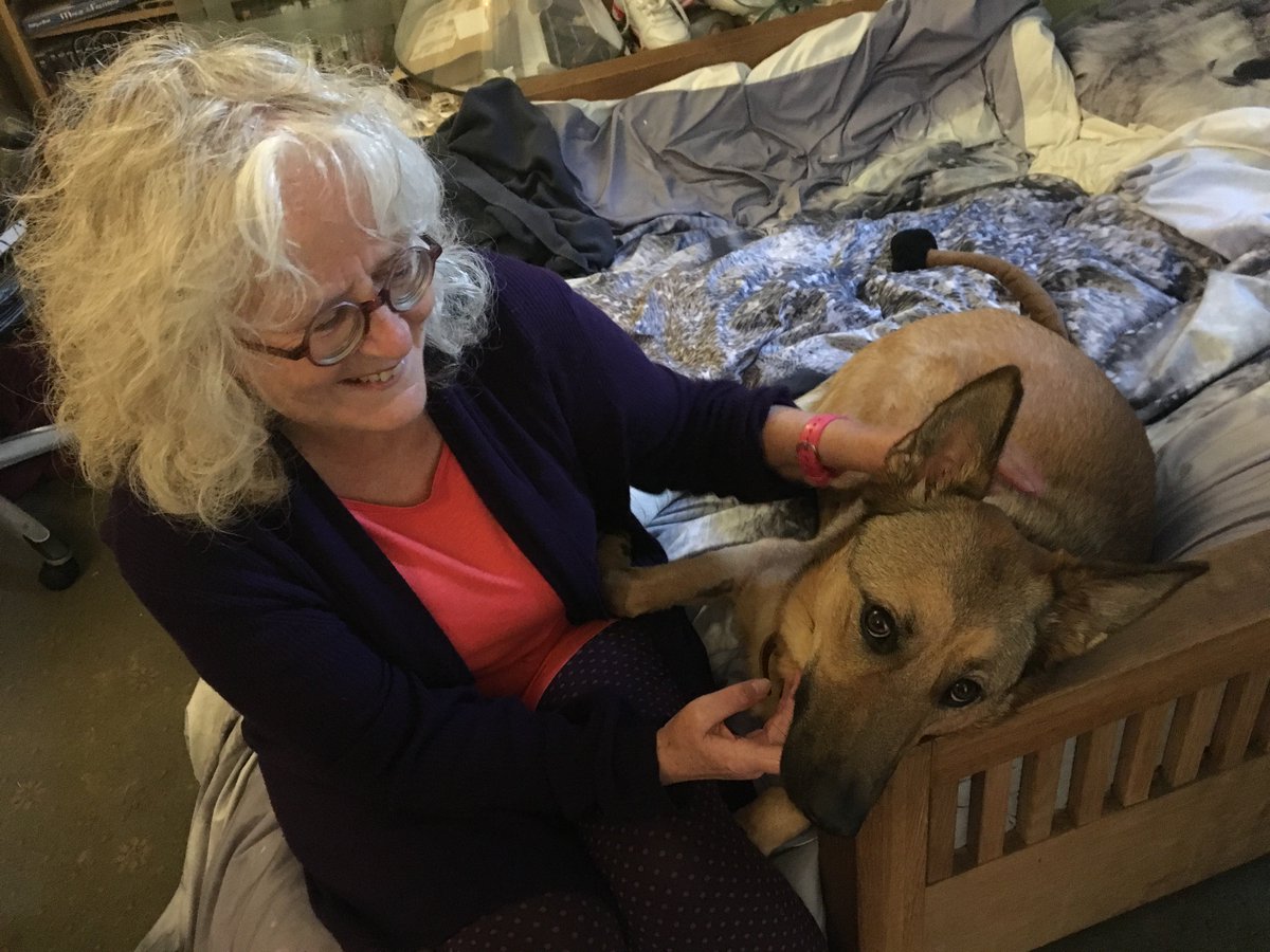 slater_vet's tweet photo. Doris #GermanShepherd had sedation and wound treatment again this morning and there has been a further small improvement. 😘😘😘
🙏🙏
And had several adopted aunties visiting this afternoon.

@gsrescueelite 
@K9Finn 
#DogLover
@slater_vet
#Healing https://t.co/99RyqD9CQQ