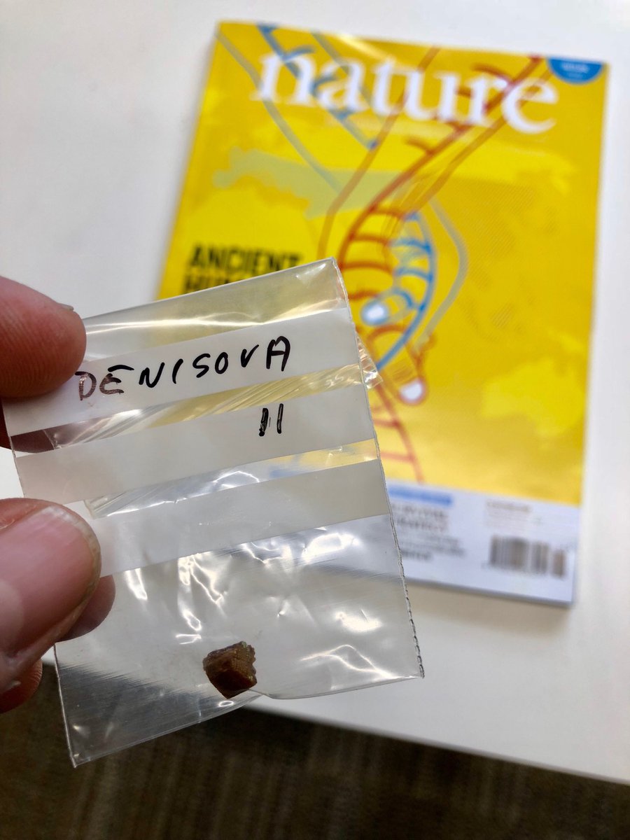 tommyhigham's tweet image. Denny, you made the cover!  ⁦@PalaeoTwit⁩ ⁦@Katerina__Douka⁩ ⁦@melanoidin⁩ ⁦@FabriMafe⁩ ⁦@school_of_arch⁩ ⁦@nature⁩ @IAET_SBRAS__NAP⁩ #PalaeoChron #FINDER_Project ⁦@ERC_Research⁩