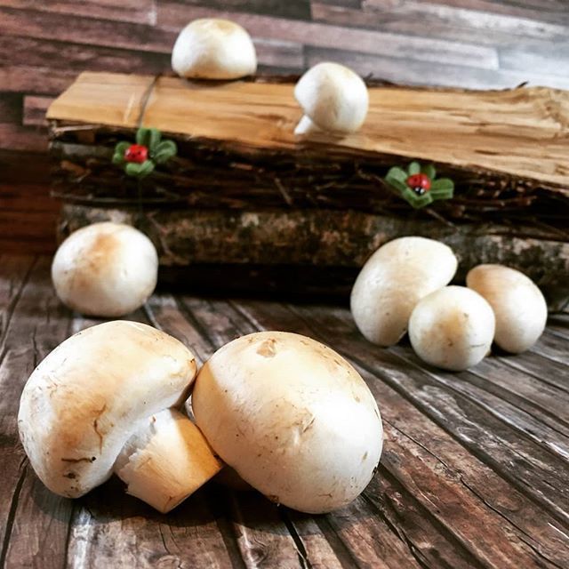 ufemWildberg's tweet photo. Überall hets Pilzli dra, mer liebet da #ufemwildberg #restaurantwildberg #wildbergjonschwil #saison #pilze #champignons #mushrooms #essbar #chönntdochverbiimerfreuetüs https://t.co/ghFwPCuziG https://t.co/XZl9HKCBa8