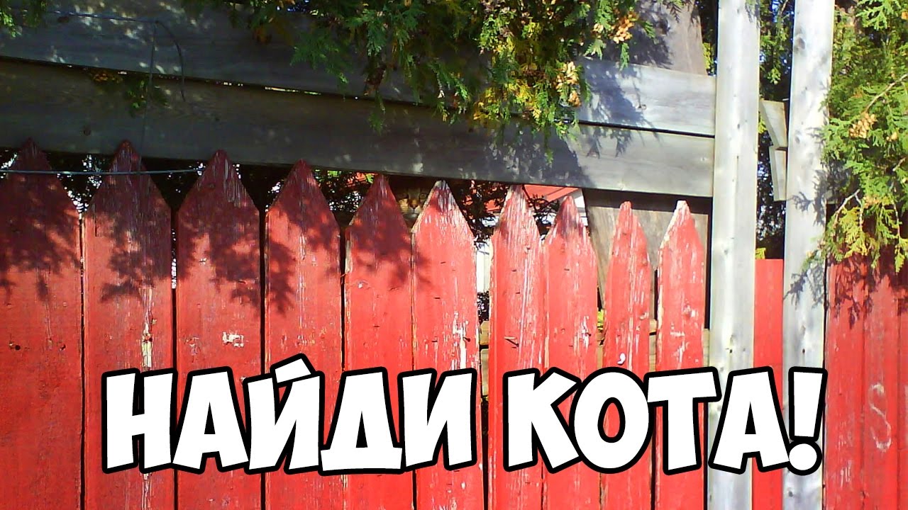 Цветов фото, приколы картинки найди кота