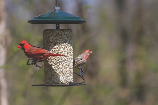 Wild Birds Unlimited On Twitter Safflower Is A Small White Seed