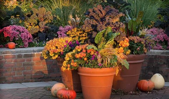 chicagobotanic's tweet photo. Plant your fall container gardens with plenty of texture, form, and long-lasting colors in both flowers and foliage with these tips from Tim Pollak. https://t.co/pqYwmn5GBf https://t.co/QicDMHQEZV