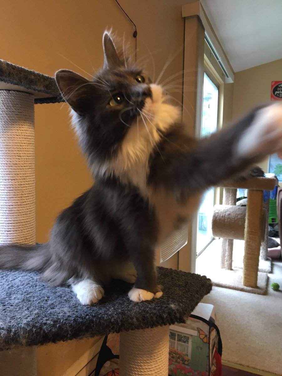 Miss_Phoebe_Lee's tweet photo. I will catch it!πΌππ#DeterminedKitty https://t.co/PKtnCUXHRR