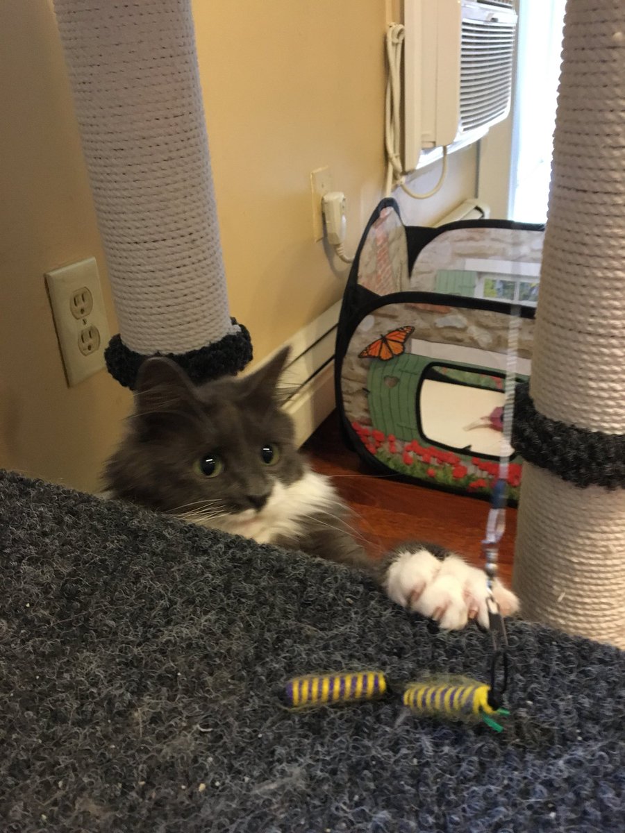 Miss_Phoebe_Lee's tweet photo. I will catch it!πΌππ#DeterminedKitty https://t.co/PKtnCUXHRR