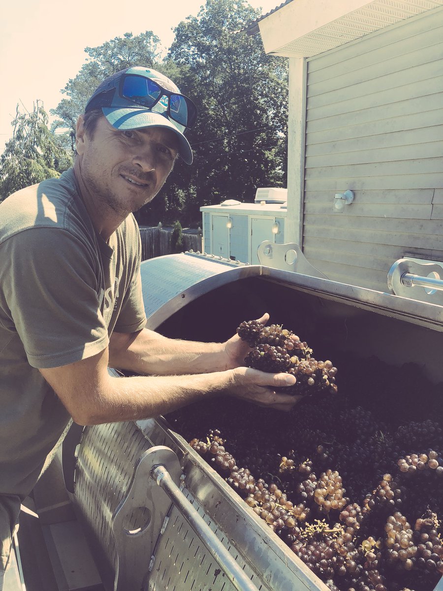 Pinot Grigio going in the press!